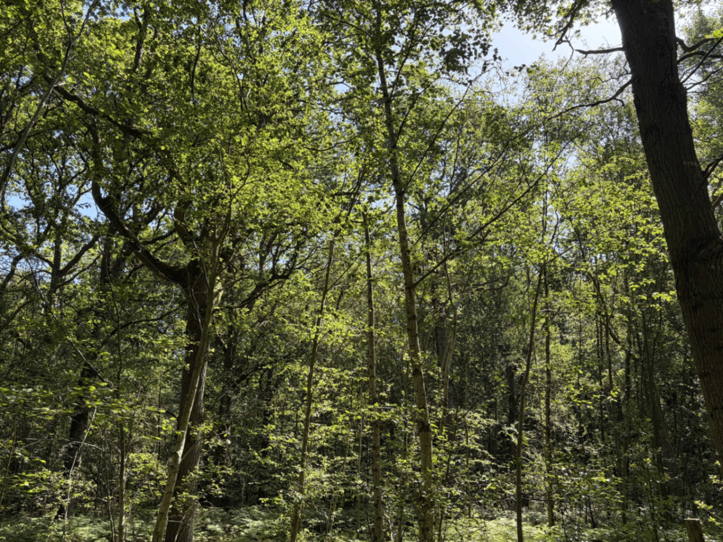 Sunlight filtering through a woodland canopy
